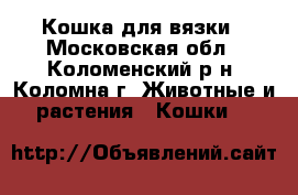 Кошка для вязки - Московская обл., Коломенский р-н, Коломна г. Животные и растения » Кошки   